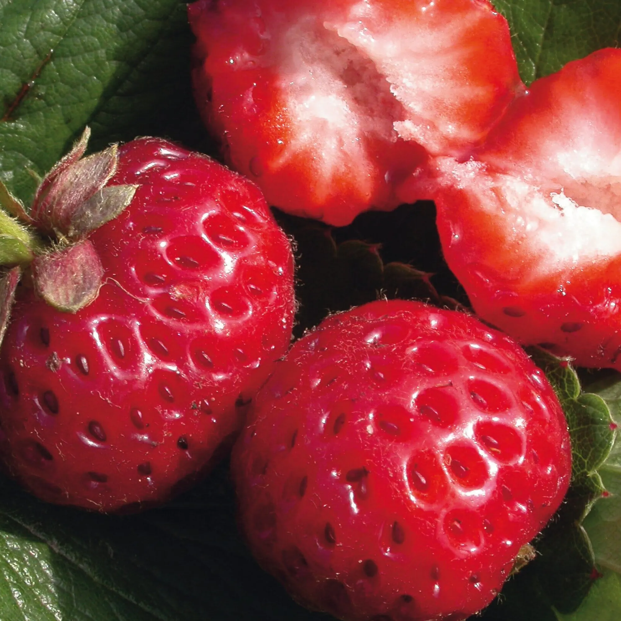 Obstgehölze * Martin Müller Baumschulen Gartenerdbeere 'Mieze Schindler'
