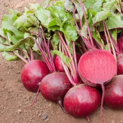 Gemüsesamen|Gemüsepflanzen * Bio-Jungpflanzen Wunderlich Gemüsejungpflanzen für das Hochbeet Set 1 und 2
