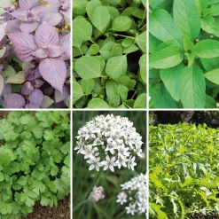 Gemüsesamen|Gemüsepflanzen * Gartenrot - Anja Walessa Gemüsesamen Asiatische Kräuter