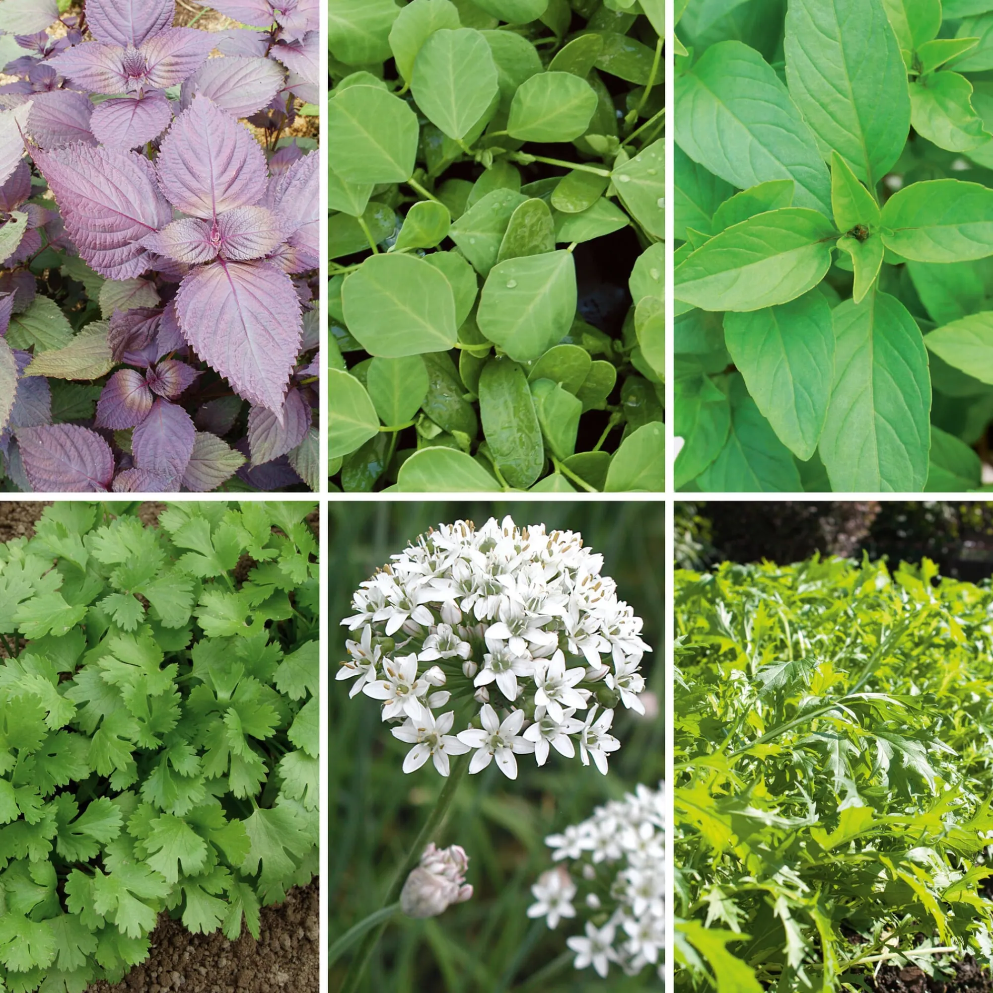 Gemüsesamen|Gemüsepflanzen * Gartenrot - Anja Walessa Gemüsesamen Asiatische Kräuter