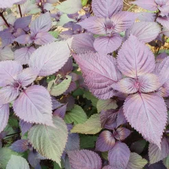 Gemüsesamen|Gemüsepflanzen * Gartenrot - Anja Walessa Gemüsesamen Asiatische Kräuter