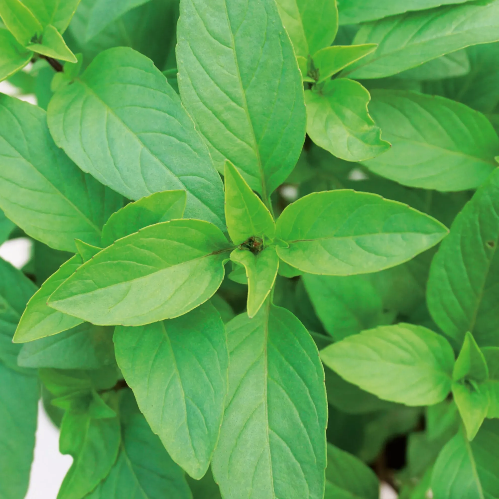 Gemüsesamen|Gemüsepflanzen * Gartenrot - Anja Walessa Gemüsesamen Asiatische Kräuter