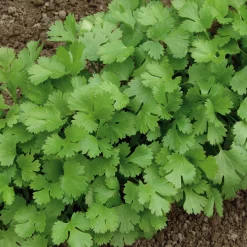 Gemüsesamen|Gemüsepflanzen * Gartenrot - Anja Walessa Gemüsesamen Asiatische Kräuter