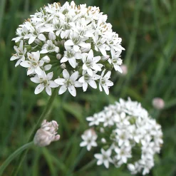 Gemüsesamen|Gemüsepflanzen * Gartenrot - Anja Walessa Gemüsesamen Asiatische Kräuter