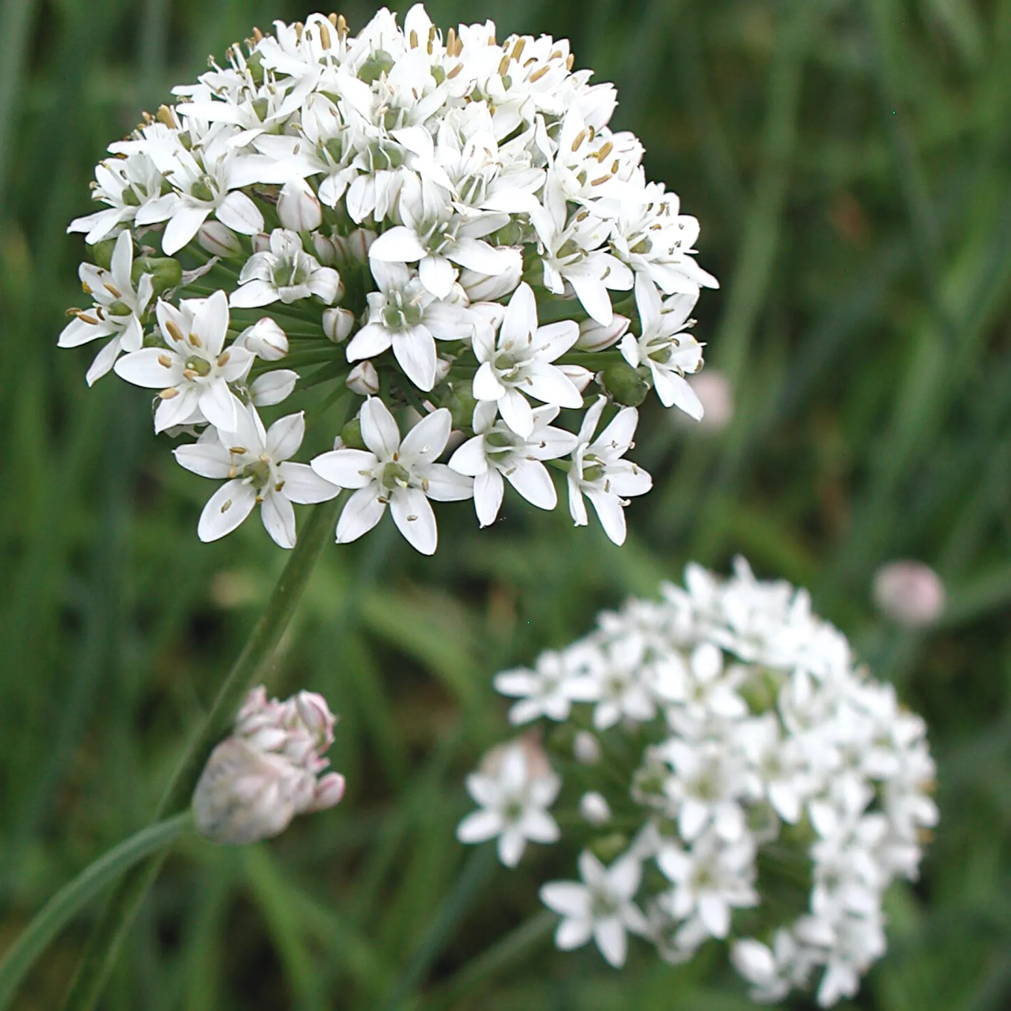 Gemüsesamen|Gemüsepflanzen * Gartenrot - Anja Walessa Gemüsesamen Asiatische Kräuter