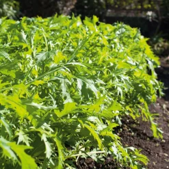 Gemüsesamen|Gemüsepflanzen * Gartenrot - Anja Walessa Gemüsesamen Asiatische Kräuter
