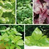 Gemüsesamen|Gemüsepflanzen * Gartenrot - Anja Walessa Gemüsesamen 'Besondere Basilikum'