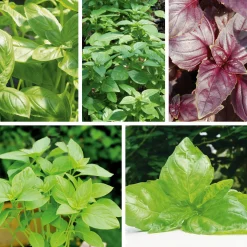 Gemüsesamen|Gemüsepflanzen * Gartenrot - Anja Walessa Gemüsesamen 'Besondere Basilikum'