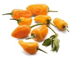 Gemüsesamen|Gemüsepflanzen * Manufactum Gemüsesamen Besondere Chilis und Paprika