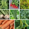 Gemüsesamen * Manufactum Gemüsesamen Gartengemüse Alte Landsorten