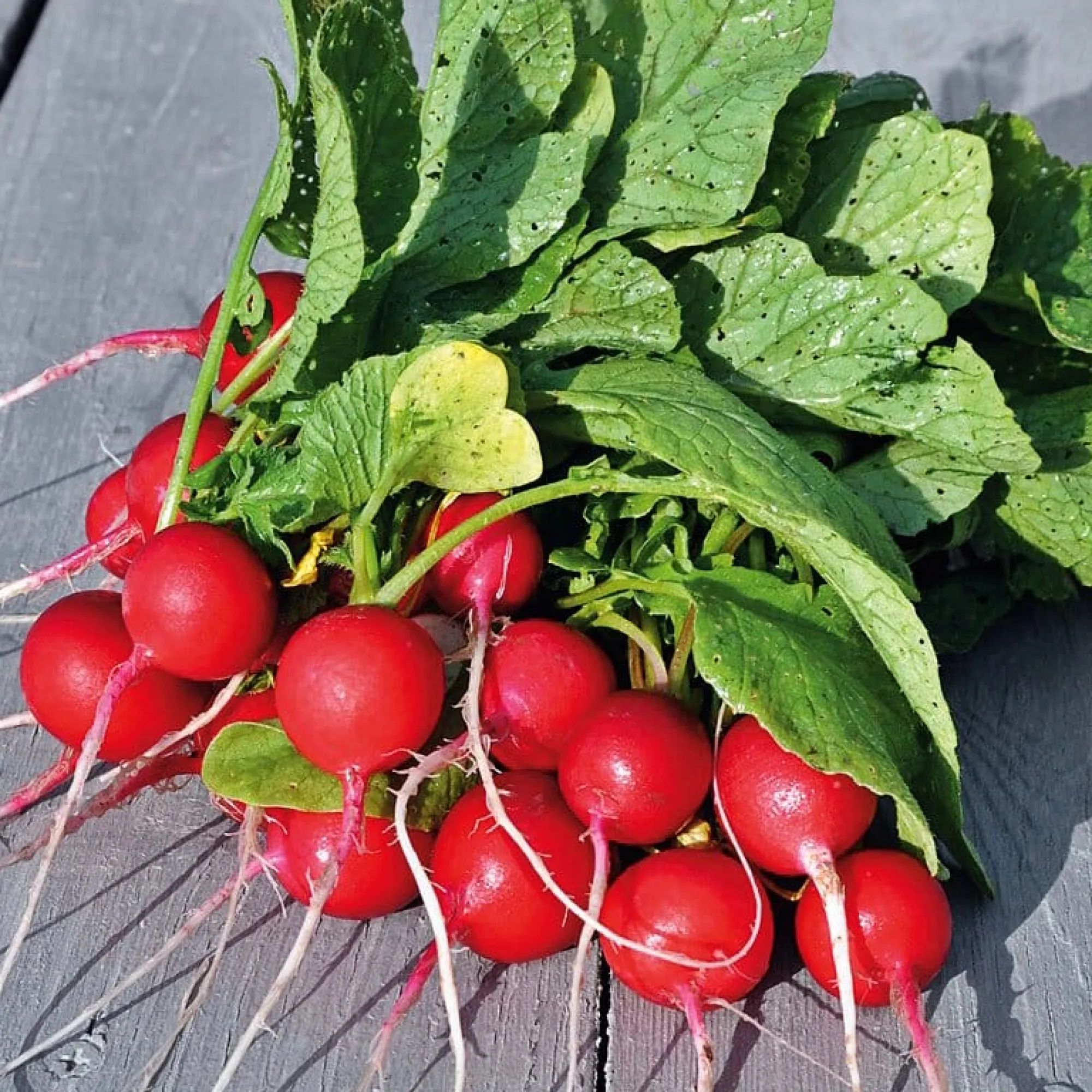 Gemüsesamen * Manufactum Gemüsesamen Gartengemüse Alte Landsorten