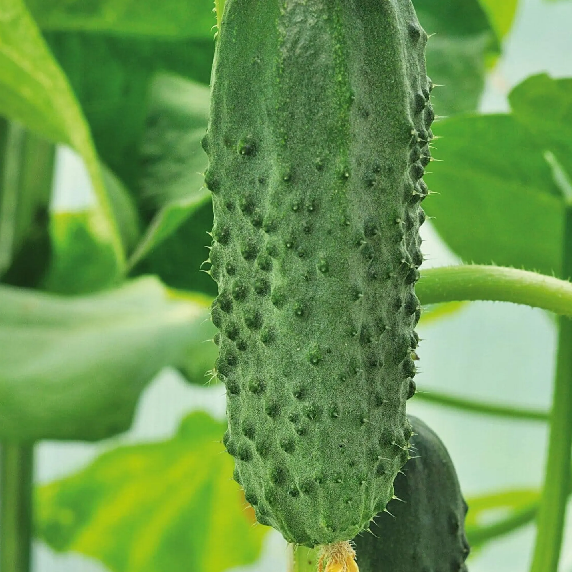 Gemüsesamen * Manufactum Gemüsesamen Gartengemüse Alte Landsorten