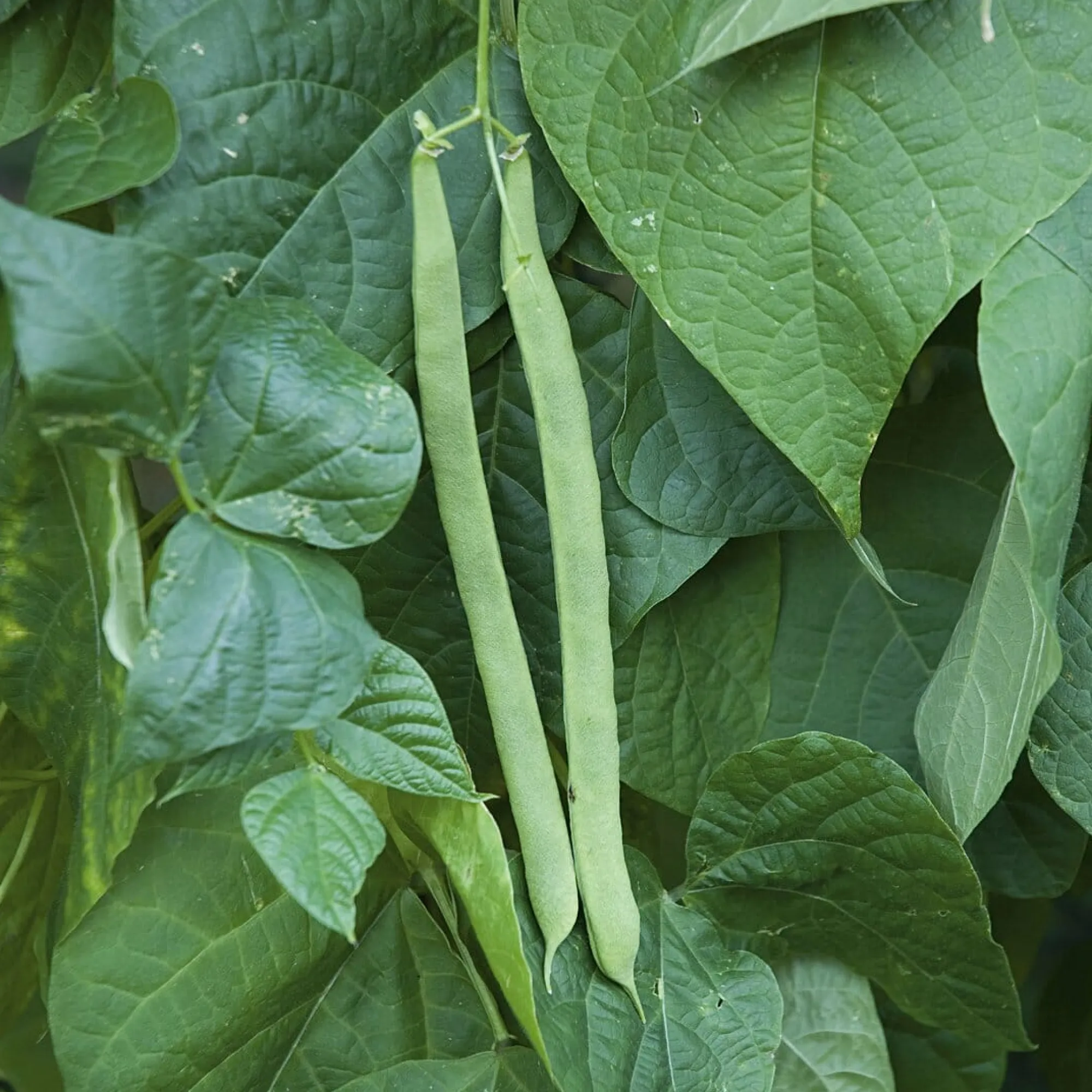 Gemüsesamen * Manufactum Gemüsesamen Gartengemüse Alte Landsorten