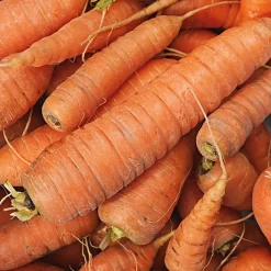 Gemüsesamen * Manufactum Gemüsesamen Gartengemüse Alte Landsorten