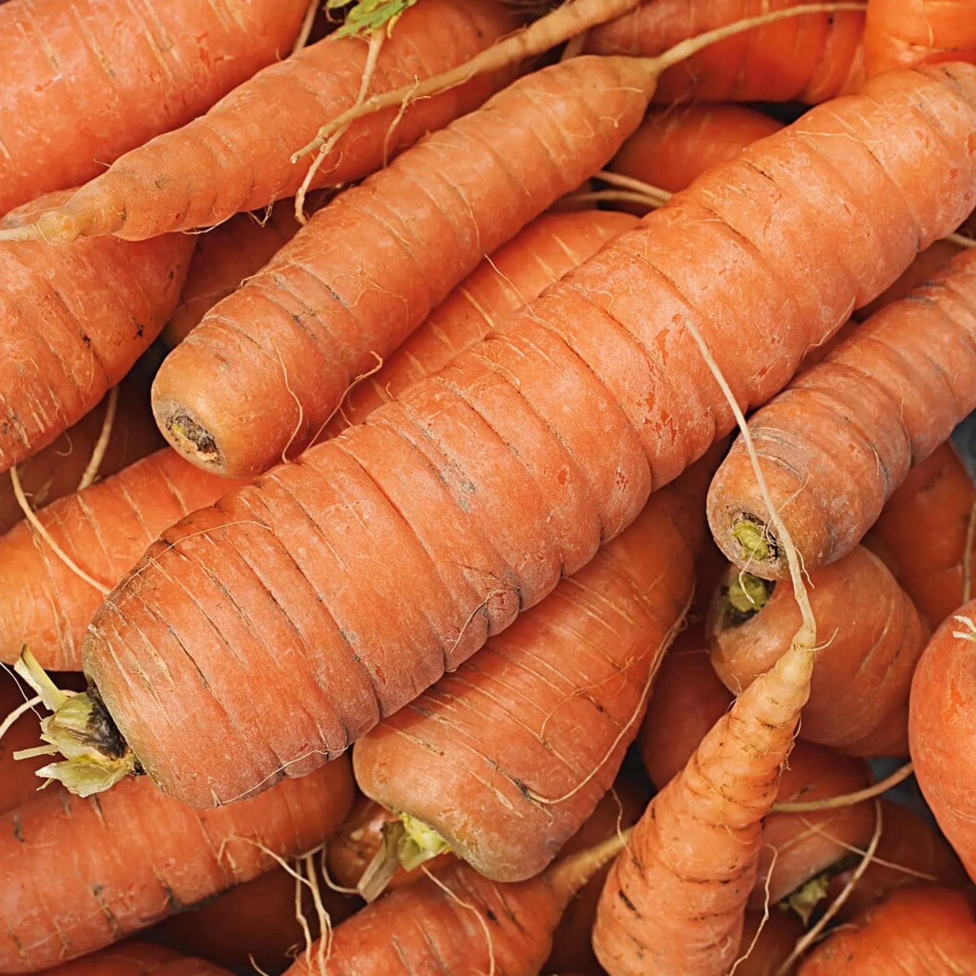 Gemüsesamen * Manufactum Gemüsesamen Gartengemüse Alte Landsorten