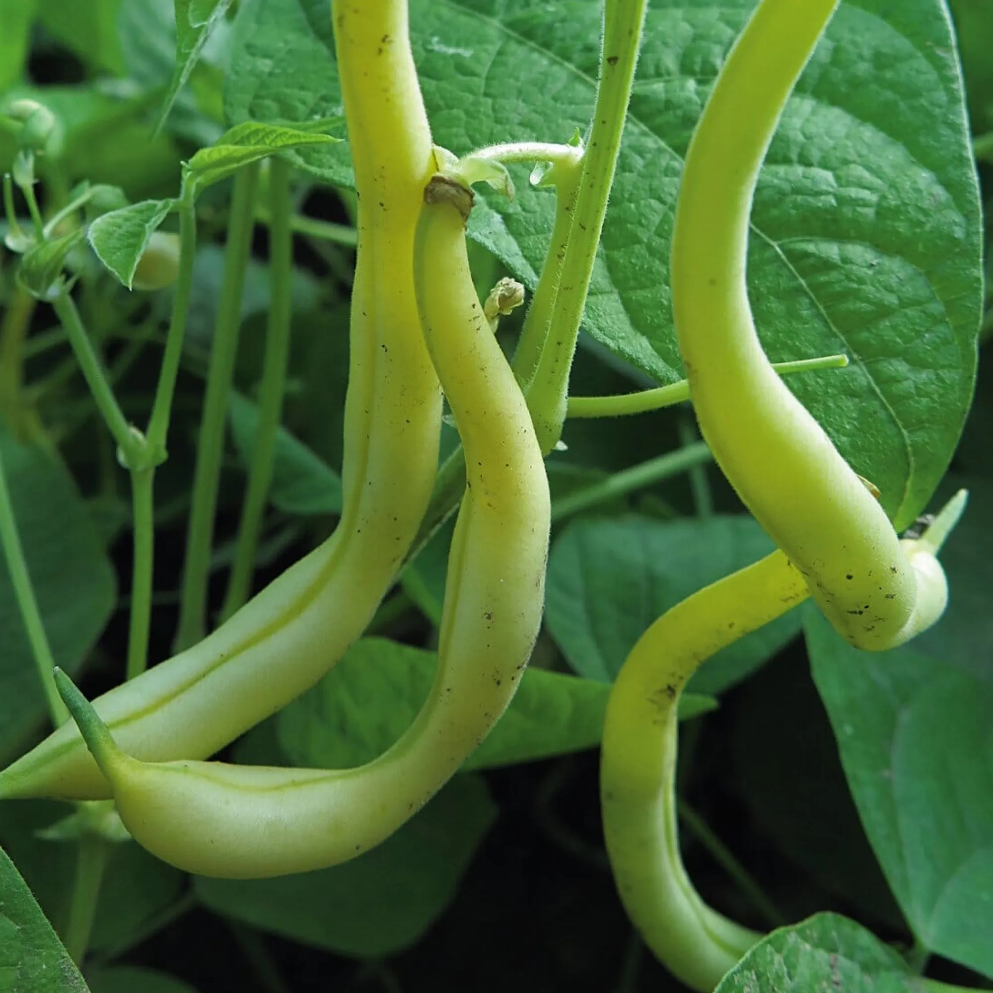 Gemüsesamen * Manufactum Gemüsesamen Gartengemüse Alte Landsorten