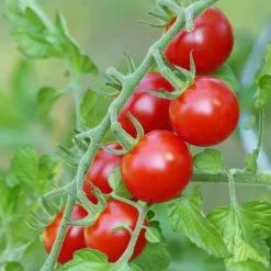 Gemüsesamen|Gemüsepflanzen * Samenarchiv Gerhard Bohl Gemüsesamen Tomaten für den Balkon