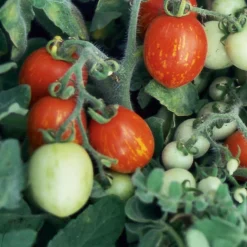 Gemüsesamen|Gemüsepflanzen * Samenarchiv Gerhard Bohl Gemüsesamen Tomaten für den Balkon