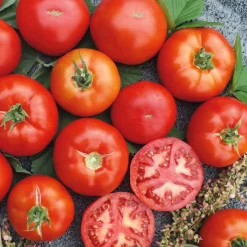 Gemüsesamen|Gemüsepflanzen * Samenarchiv Gerhard Bohl Gemüsesamen Tomaten für den Balkon