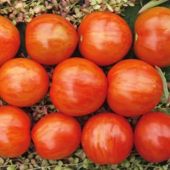 Gemüsesamen|Gemüsepflanzen * Samenarchiv Gerhard Bohl Gemüsesamen Tomaten für den Balkon