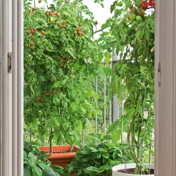 Gemüsesamen|Gemüsepflanzen * Samenarchiv Gerhard Bohl Gemüsesamen Tomaten für den Balkon