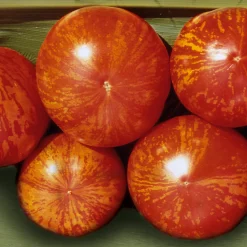 Gemüsesamen|Gemüsepflanzen * Samenarchiv Gerhard Bohl Gemüsesamen Tomaten in allen Farben
