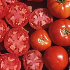 Gemüsesamen|Gemüsepflanzen * Samenarchiv Gerhard Bohl Gemüsesamen Tomaten in allen Farben