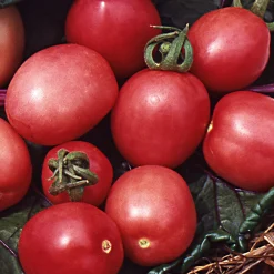 Gemüsesamen|Gemüsepflanzen * Samenarchiv Gerhard Bohl Gemüsesamen Tomaten in allen Farben