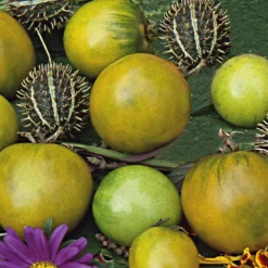 Gemüsesamen|Gemüsepflanzen * Samenarchiv Gerhard Bohl Gemüsesamen Tomaten in allen Farben