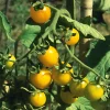 Gemüsesamen|Gemüsepflanzen * Samenarchiv Gerhard Bohl Gemüsesamen Widerstandsfähige Tomaten No. 2