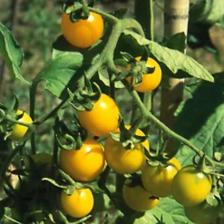 Gemüsesamen|Gemüsepflanzen * Samenarchiv Gerhard Bohl Gemüsesamen Widerstandsfähige Tomaten No. 2