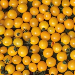 Gemüsesamen|Gemüsepflanzen * Samenarchiv Gerhard Bohl Gemüsesamen Widerstandsfähige Tomaten No. 2