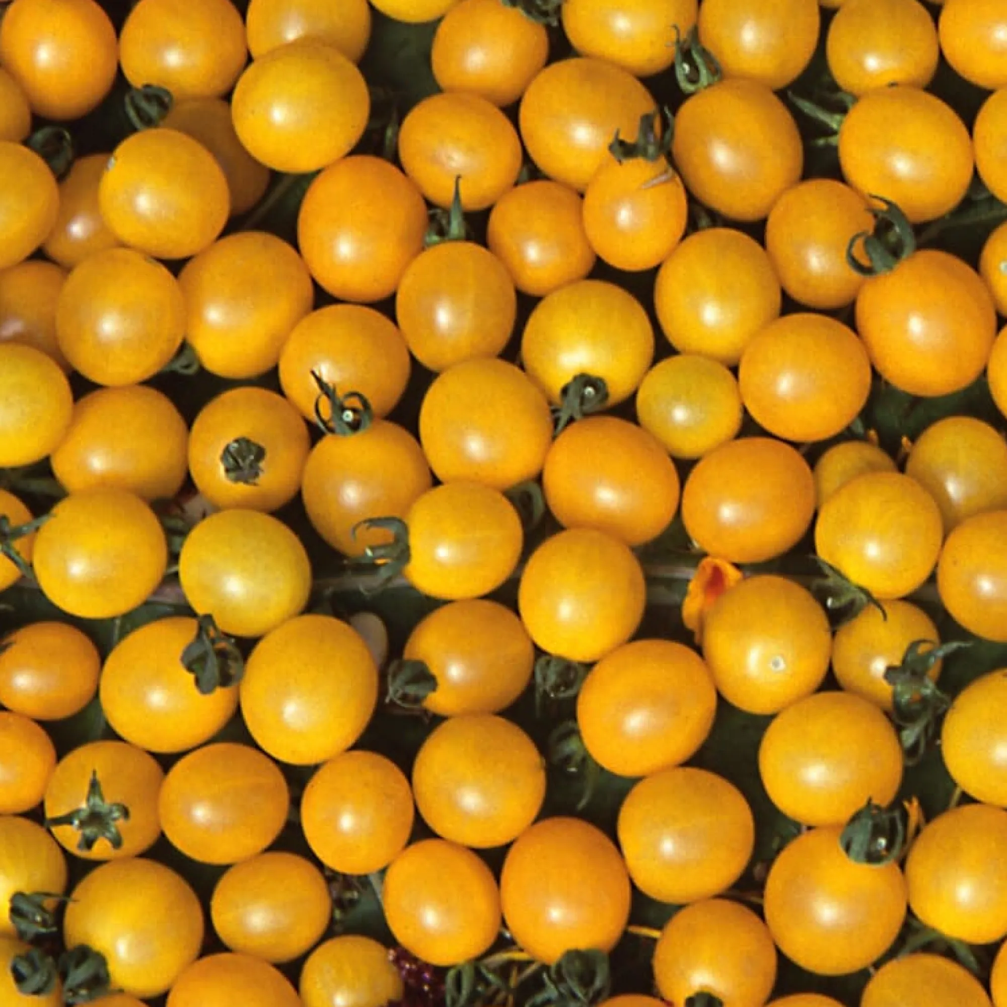 Gemüsesamen|Gemüsepflanzen * Samenarchiv Gerhard Bohl Gemüsesamen Widerstandsfähige Tomaten No. 2