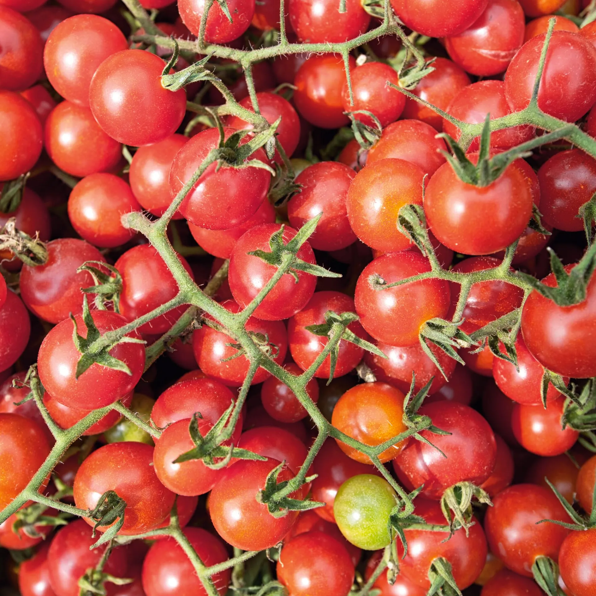 Gemüsesamen|Gemüsepflanzen * Samenarchiv Gerhard Bohl Gemüsesamen Widerstandsfähige Tomaten No. 2
