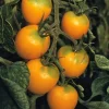 Gemüsesamen|Gemüsepflanzen * Samenarchiv Gerhard Bohl Gemüsesamen Widerstandsfähige Tomaten No. 1