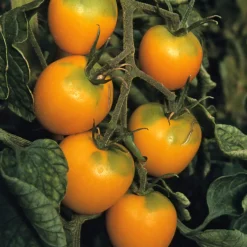 Gemüsesamen|Gemüsepflanzen * Samenarchiv Gerhard Bohl Gemüsesamen Widerstandsfähige Tomaten No. 1