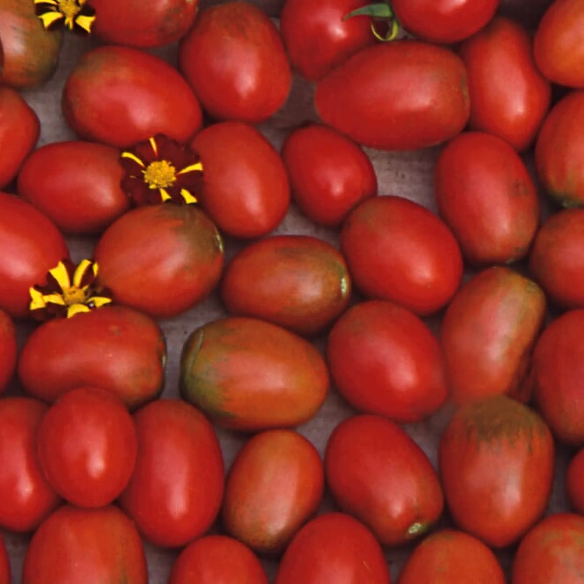 Gemüsesamen|Gemüsepflanzen * Samenarchiv Gerhard Bohl Gemüsesamen Widerstandsfähige Tomaten No. 1