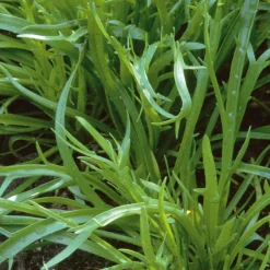 Gemüsesamen|Gemüsepflanzen * Gartenrot - Anja Walessa Gemüsesamen Wildgemüse