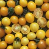 Gemüsesamen * Samenarchiv Gerhard Bohl Gemüsesamen Wildtomaten