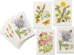 Papeterie * Favoritenpresse Grußkarten Blumenmotive Maria Sibylla Merian