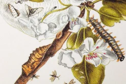Papeterie * Favoritenpresse Grußkarten Blumenmotive Maria Sibylla Merian