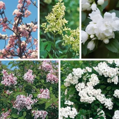 Rosen|Ziergehölze * Manufactum Hecke Duftgehölze