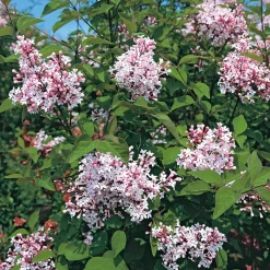 Rosen|Ziergehölze * Manufactum Hecke Duftgehölze