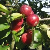 Obstgehölze * Manufactum Herbstapfel 'Apfelberger Zuckeräpfelchen'