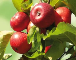 Obstgehölze * Manufactum Herbstapfel 'Apfelberger Zuckeräpfelchen'
