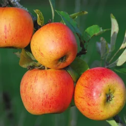 Obstgehölze * Martin Müller Baumschulen Herbstapfel 'Goldparmäne'