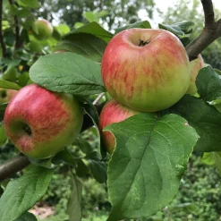 Obstgehölze * Martin Müller Baumschulen Herbstapfel 'Prinz Albrecht von Preußen'