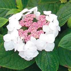 Ziergehölze * Manufactum Hortensie 'Grayswood '