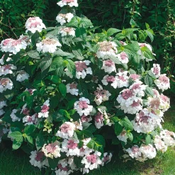 Ziergehölze * Manufactum Hortensie 'Grayswood '
