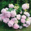Ziergehölze * Manufactum Hortensie 'Otaksa '